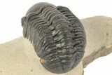 Detailed Reedops Trilobite - Morocco #194301-2
